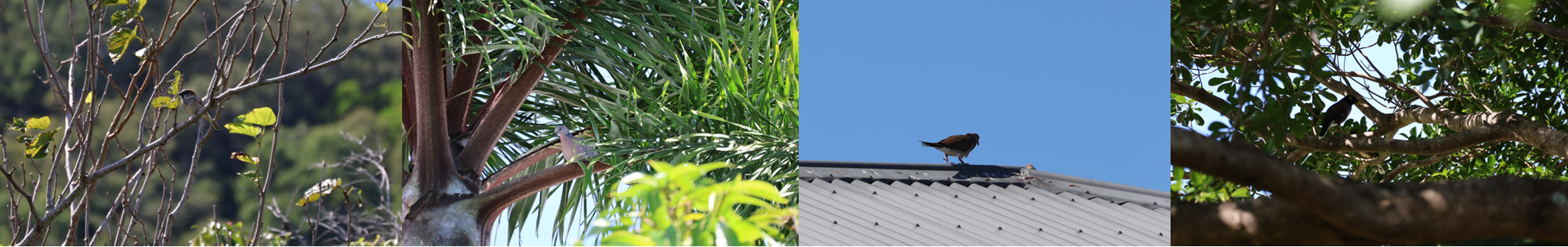 Trapping, culling, removal of pest birds including sparrows, pigeons / doves, mynas